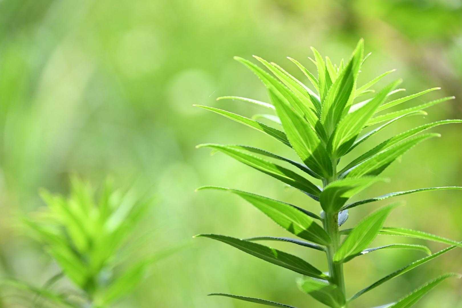 サワギキョウ、花咲く日を楽しみに