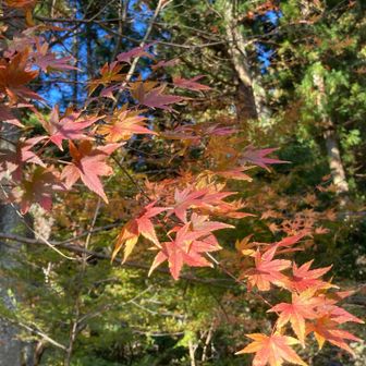 今シーズン最後の🍁かな〜。