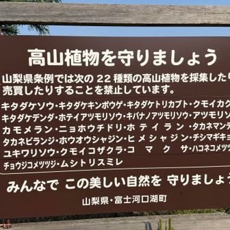 三ツ峠山には希少な高山植物が多く、その中でも
今日は2種類の観察ができました😃

・キタダケデンダ(夏緑性のシダ植物)
・タカネマンテマ(北岳に自生、激レア高山植物)
・クモイカグマ(別名ヒイラギデンタ、伝説のシダ植物と言われている)
・ハコネコメツツジ(箱根に自生する希少なツツジ)
・チョウジコメツツジ(高山帯に自生する希少なツツジ)
　↑
上記5種、恥ずかしながら知らず、画像すら見た事無かった😭
帰って勉強しました📚📖