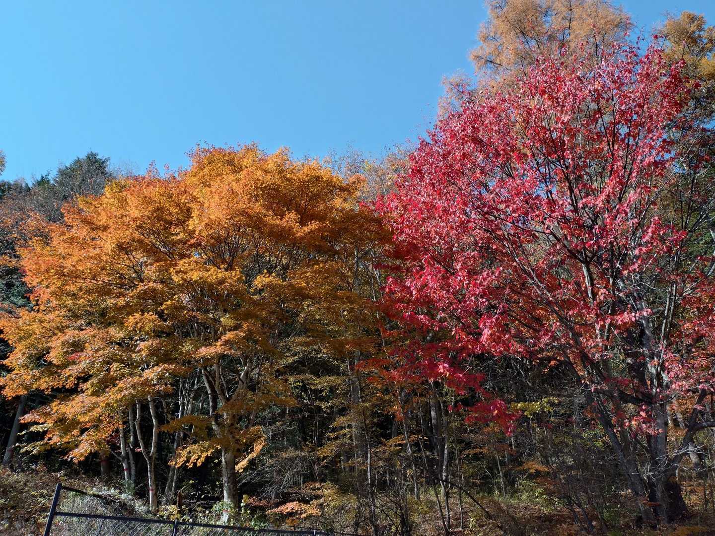 登山口の紅葉🍁🍂