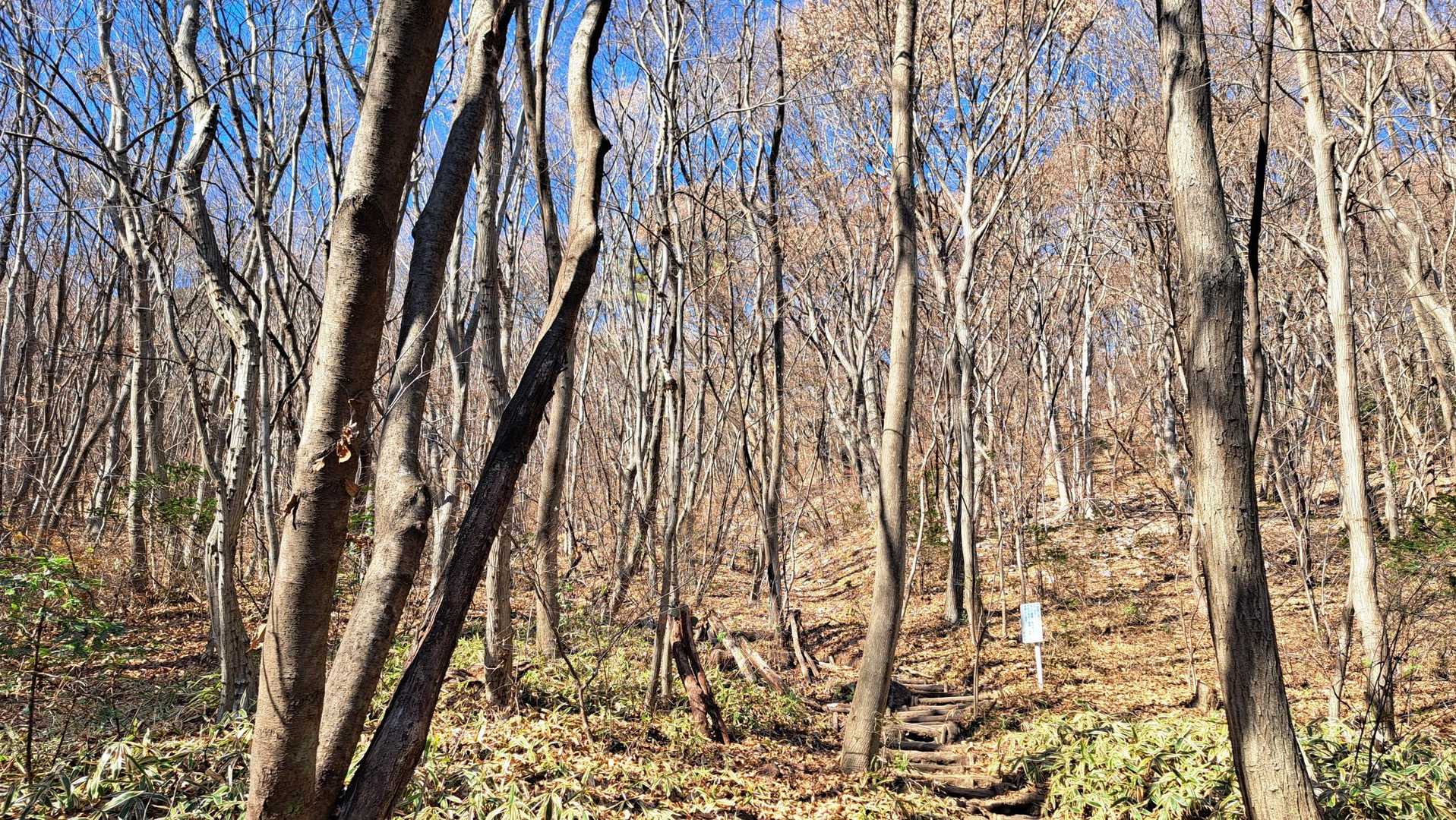 すっかり冬枯れの登山道は、日差しタップリ。