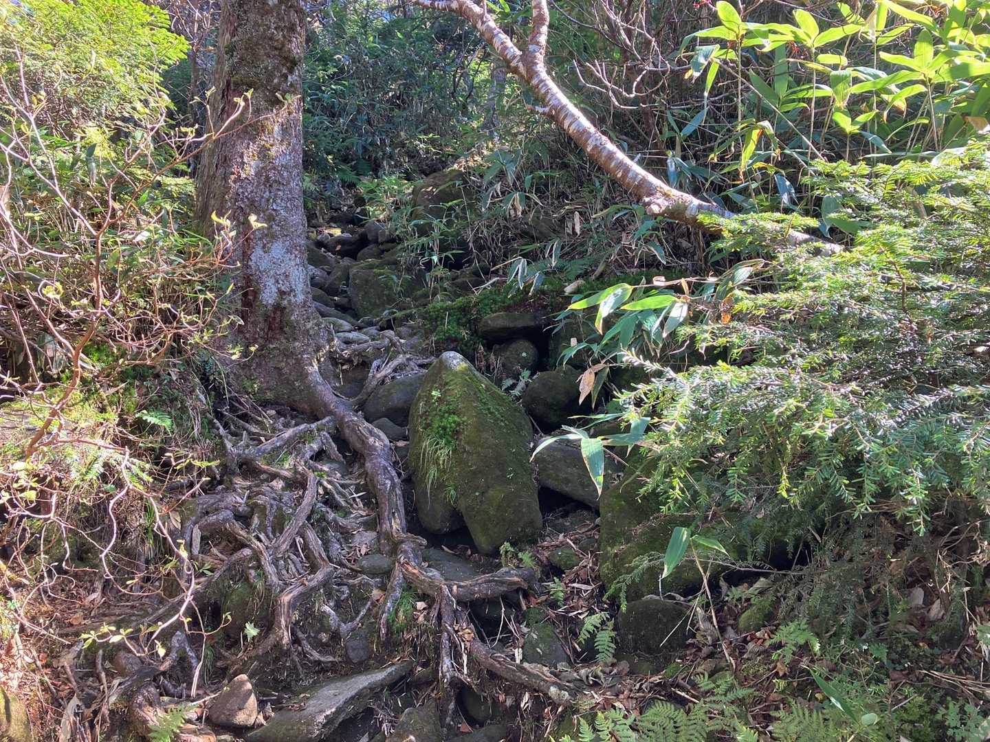 登るに連れ岩🪨が増え荒々しさも増す🥵
苔の付いた岩🪨は滑り易いので注意⚠️
