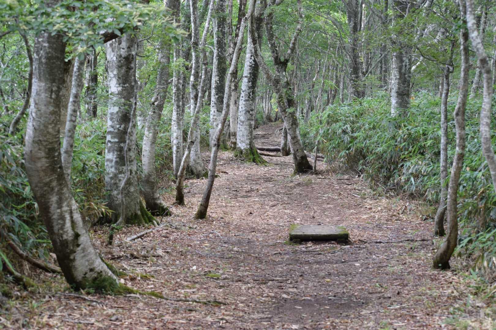 大段ヶ平登山口-氷ノ山 往復コースの写真