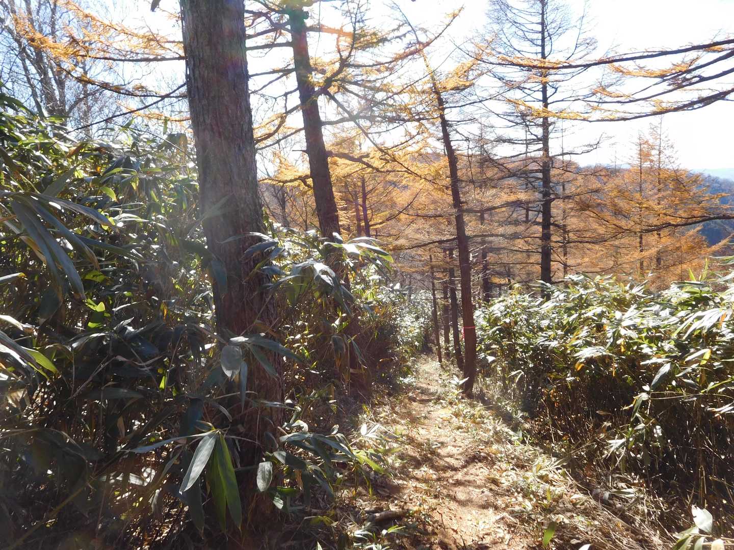 猪臥山散策道入口-猪臥山 周回コースの写真