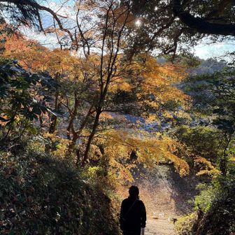 黄色のモミジが輝いています