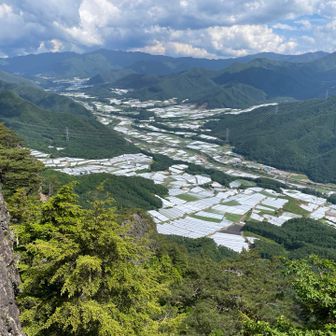 素敵なキャベツ畑