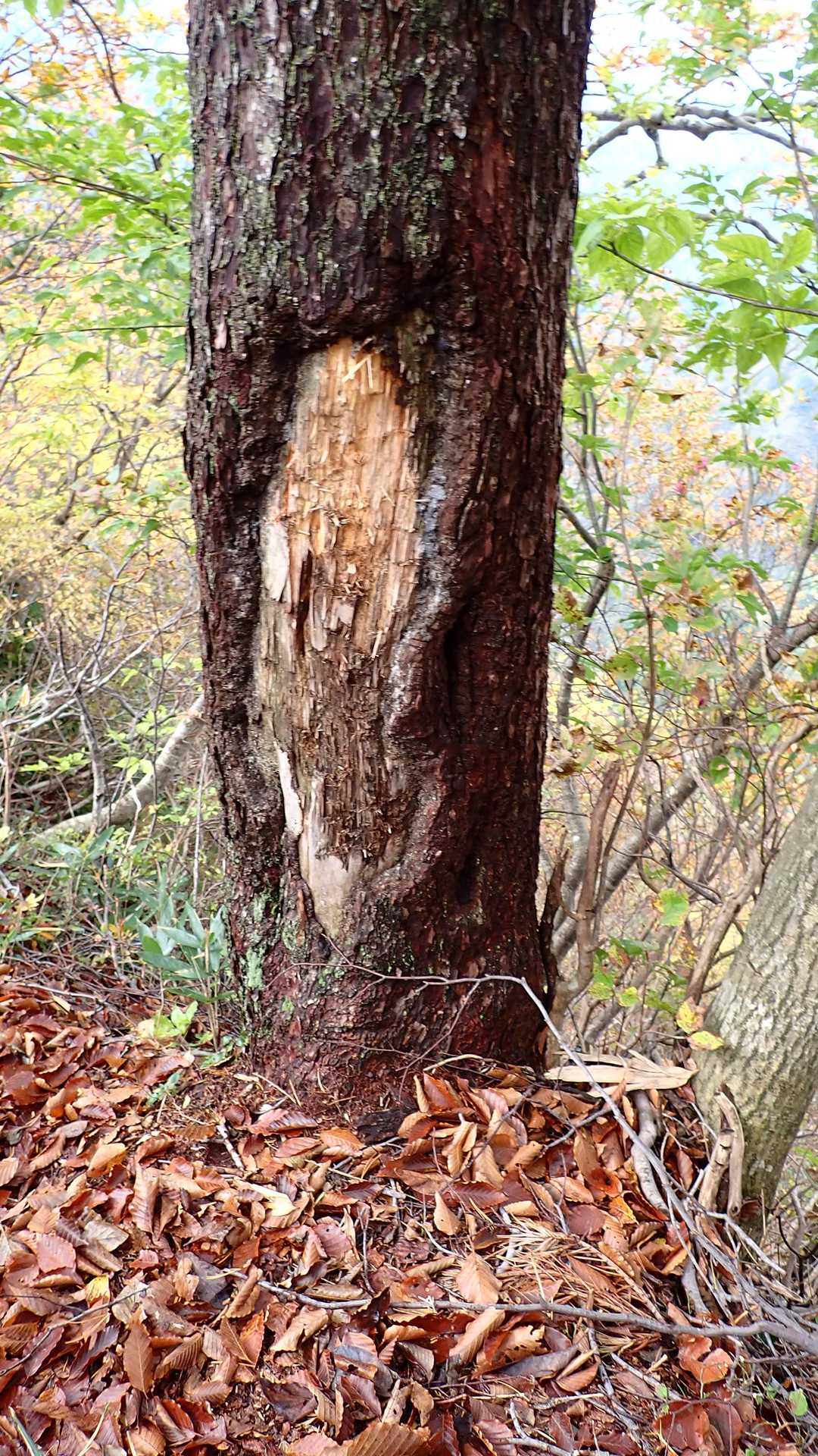 熊の爪痕かな
