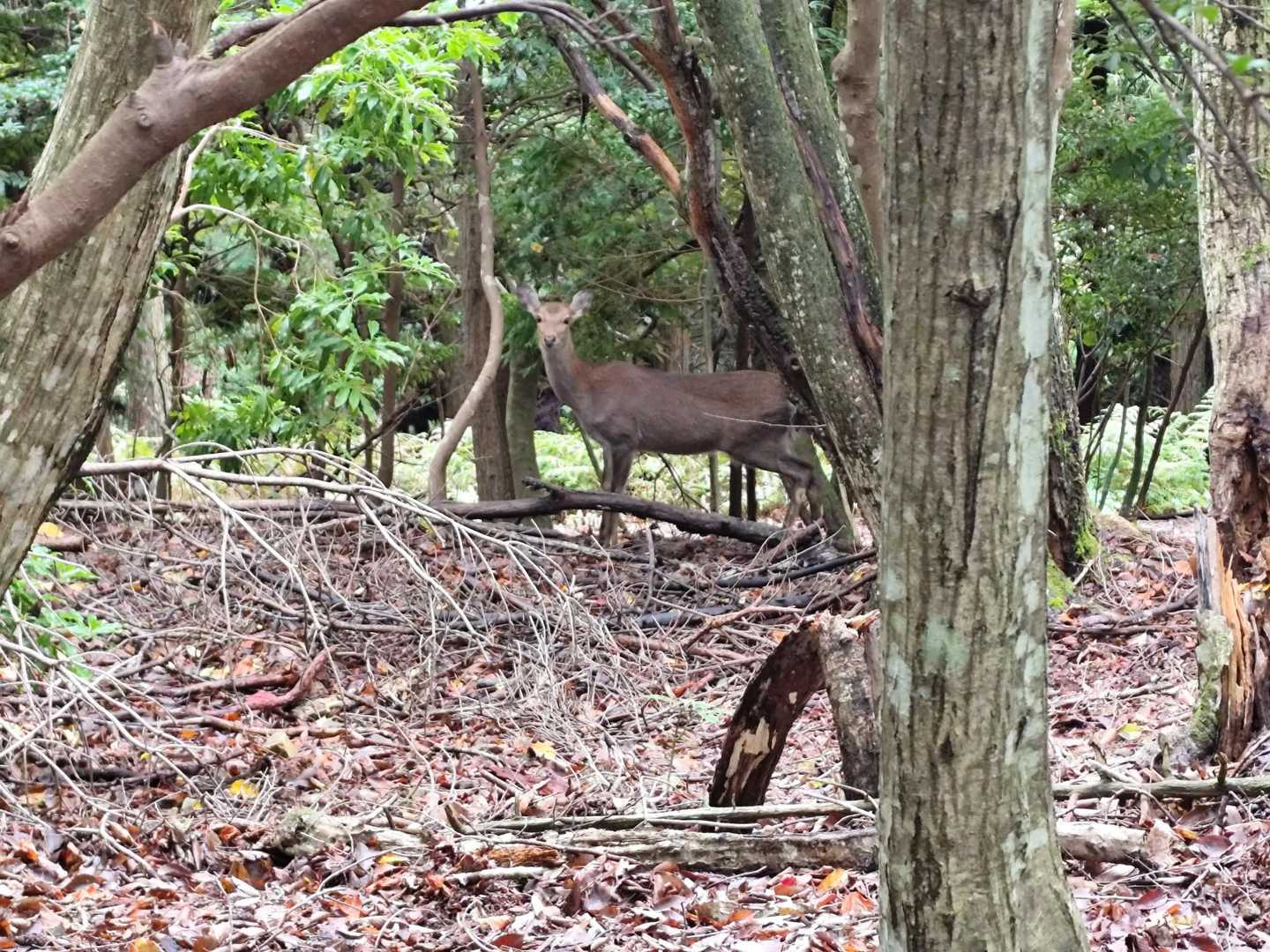 野生の鹿🦌Σ(ﾟДﾟ)💦