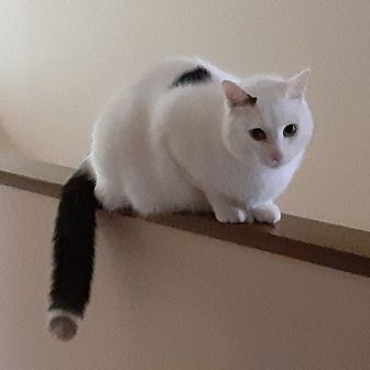 初心者のらねこ