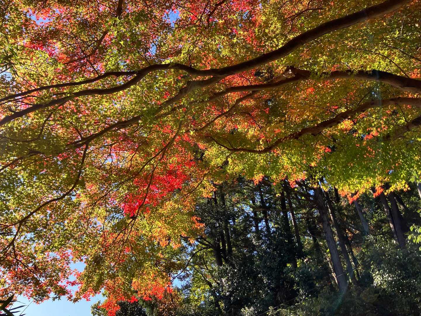 一番綺麗に感じた入口の紅葉🍁しかしこの日も京都産業大学のグラウンドに熊が出たとかどうとか🐻なかなか安心して山に入れなくなってきましたね。。皆さんもお気をつけください。