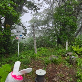 東根山🗻
三角点🔺
この辺りでうろちょろしすぎてミミオーモドキいなくなる😥