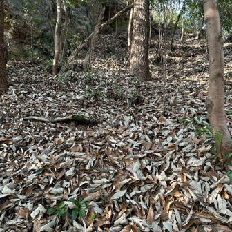 ヤバい😅
かすかな踏み跡だけ
何年ぶんの落ち葉❓
激登り

分かってはいたけど、目の当たりにして本日一番緊張した山です