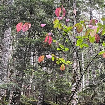 紅葉始まってます！？
