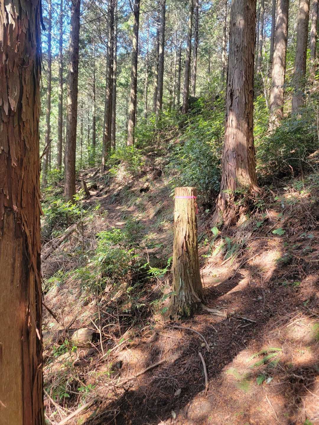 序盤は気持ちいい登山道
