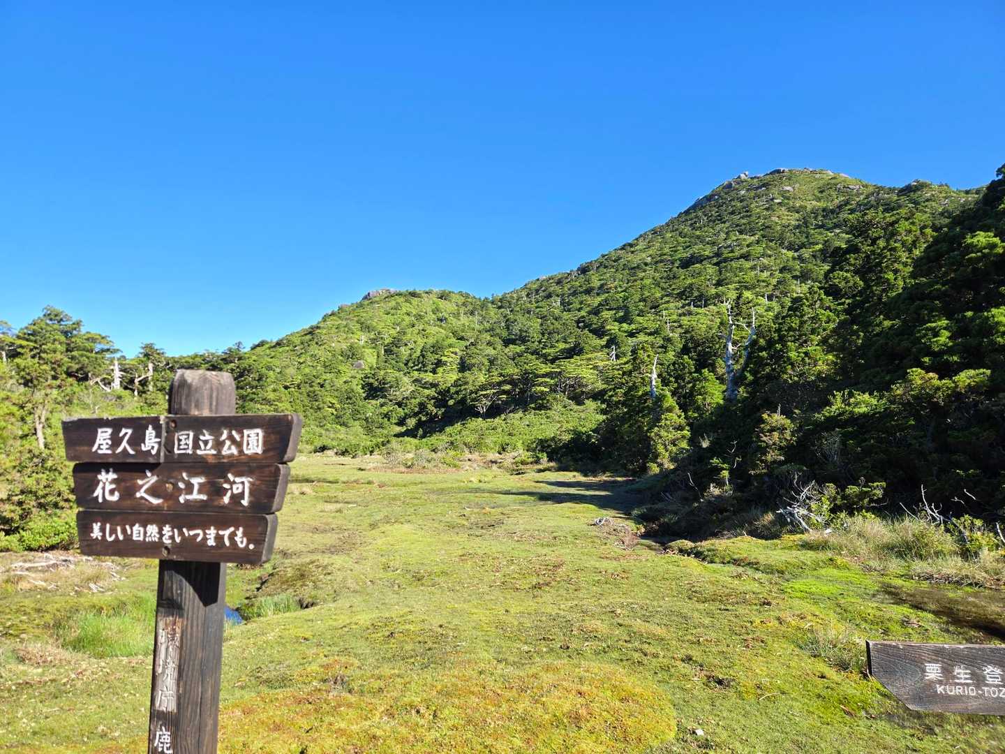 花之江河