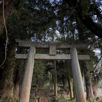 なんかトトロっぽい❣️