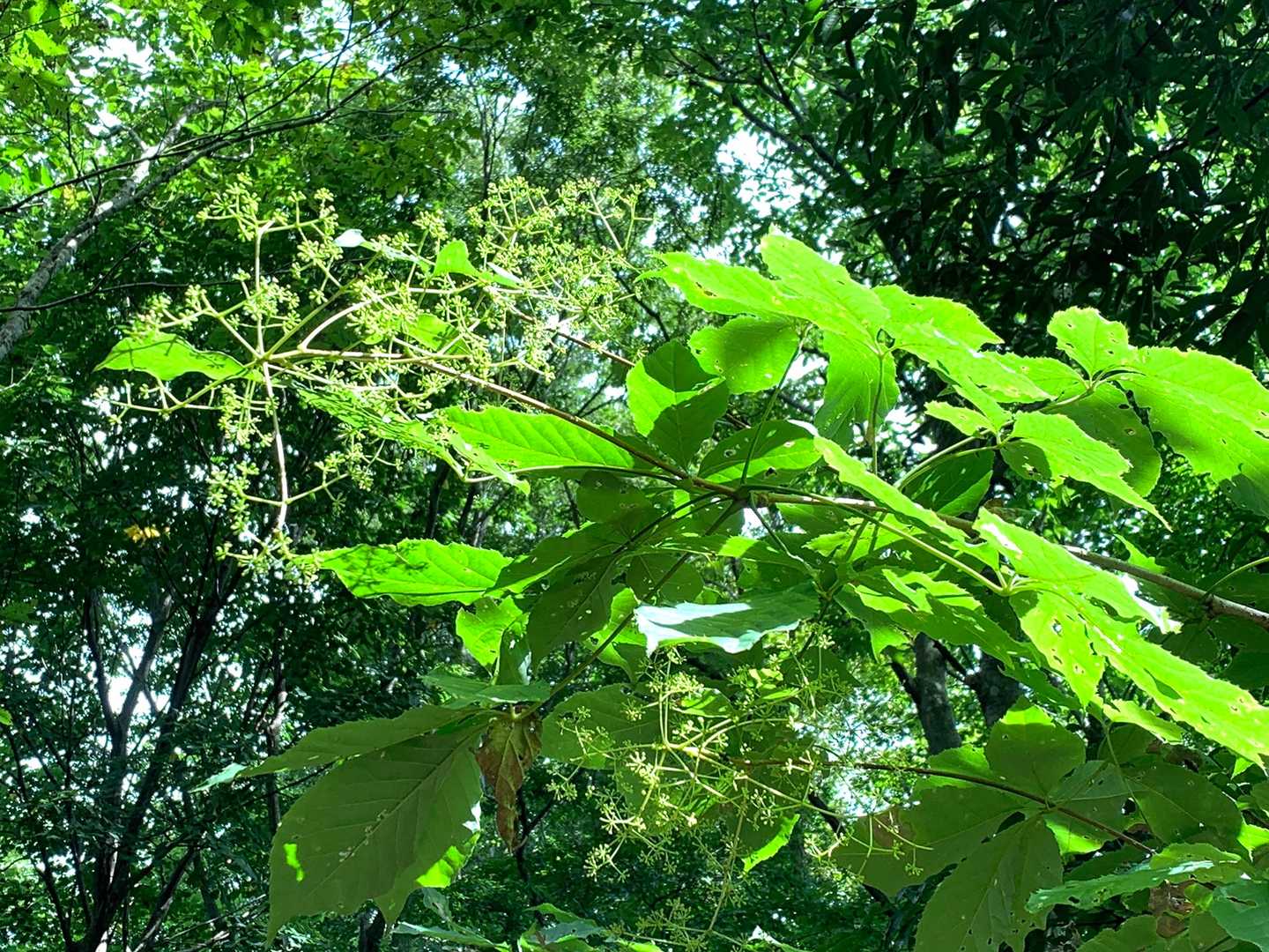 この木の名前が思い出せない💦