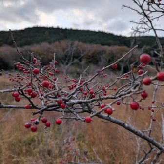 ウメモドキ（google）