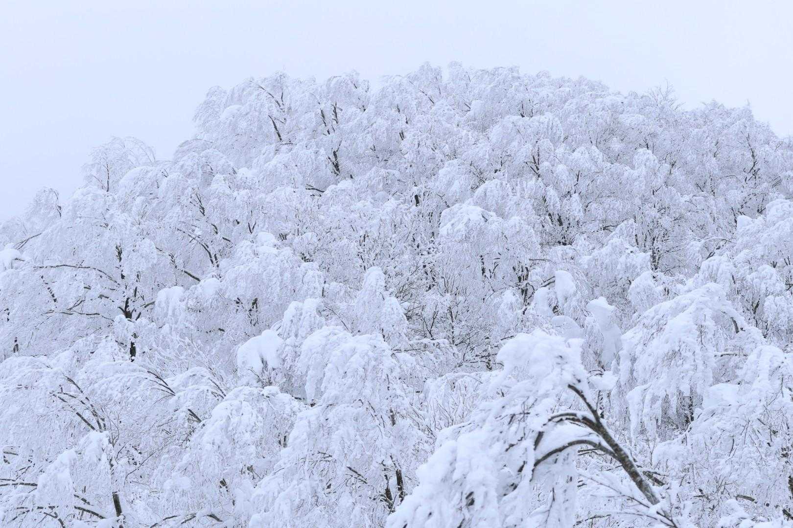 北面白山登山入口-三沢山-面白山 往復コースの写真