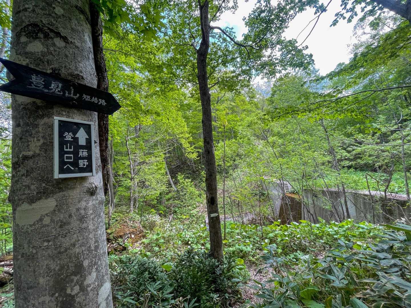 元気なので豊見山に向かいます！