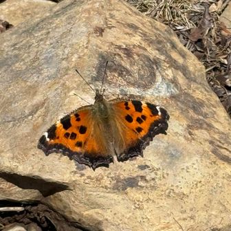 山頂にいたヒオドシチョウ