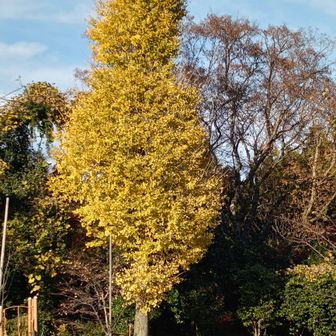 代わりに駐車場の銀杏！