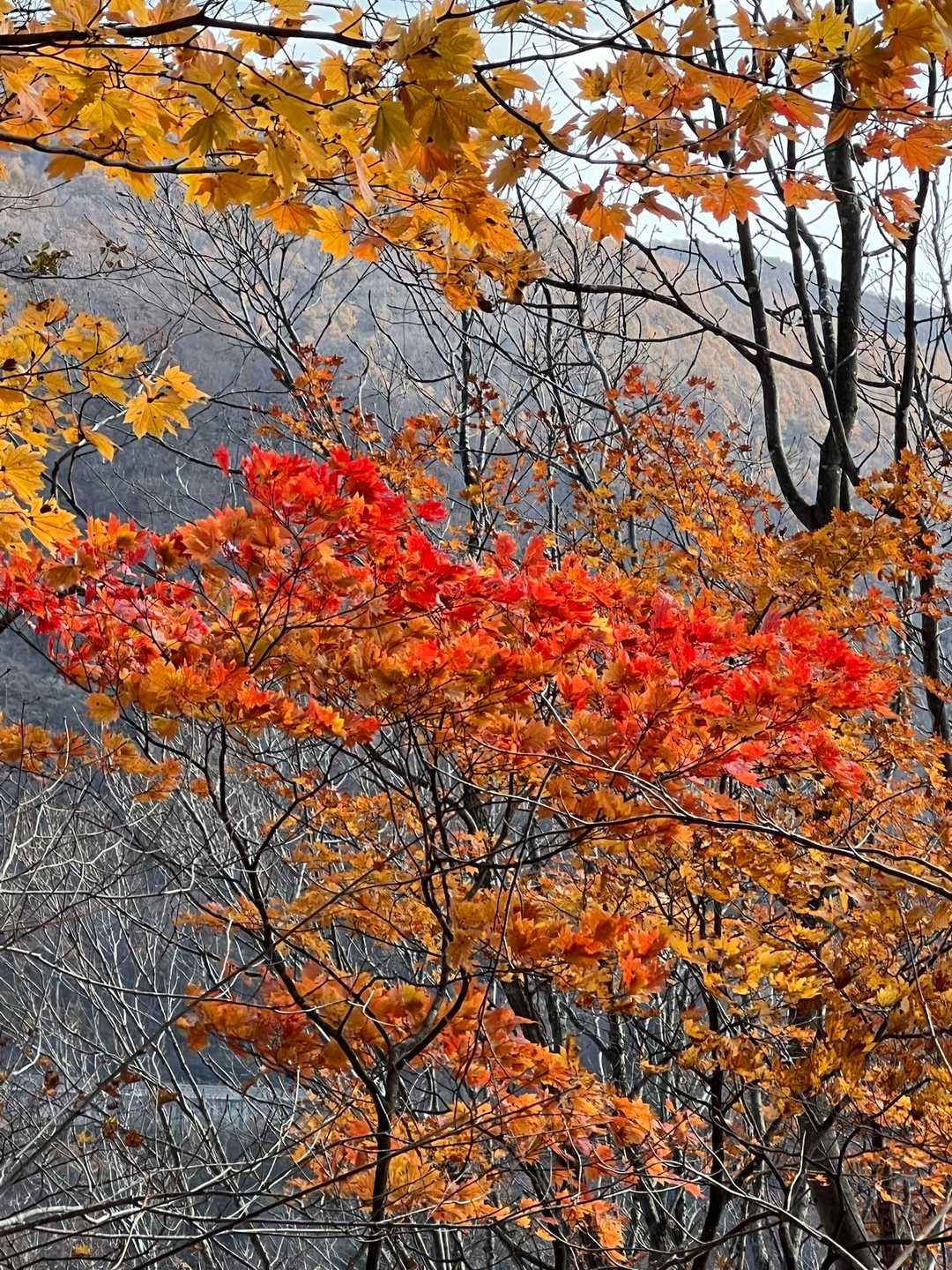 🍁