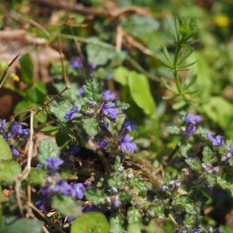 キランソウ、別名ジゴクノカマノフタ
地面に張り付くように広がる姿や、民間薬としての高い効能から地獄の釜に蓋をして病人を蘇らせる、という由来で名付けられたらしい