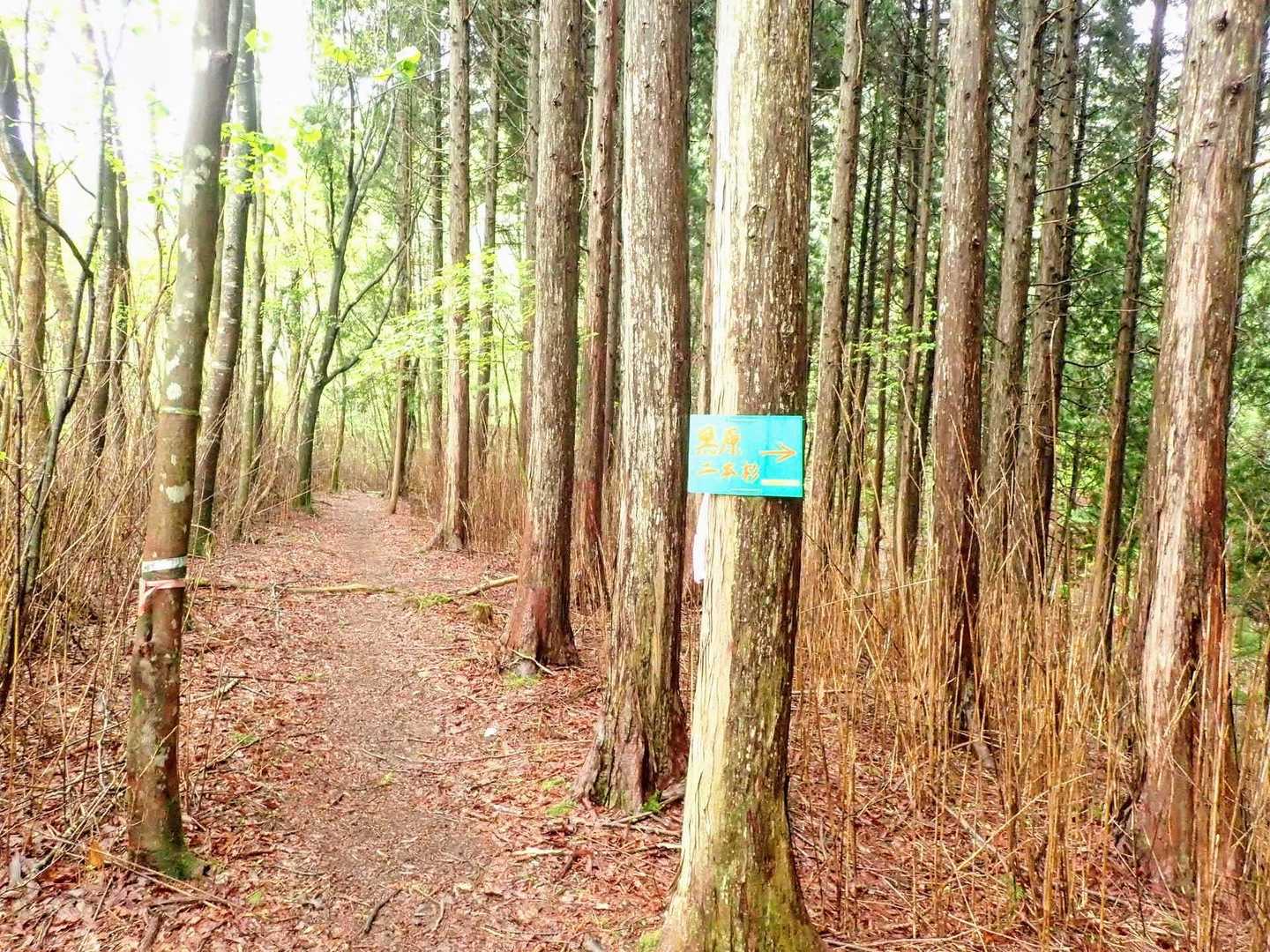 京丈山と二本杉分岐