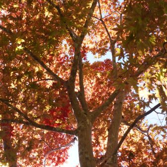 太陽の光が届かないと、この時期の紅葉は写真映えしない