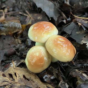 つるつる🍄‍🟫