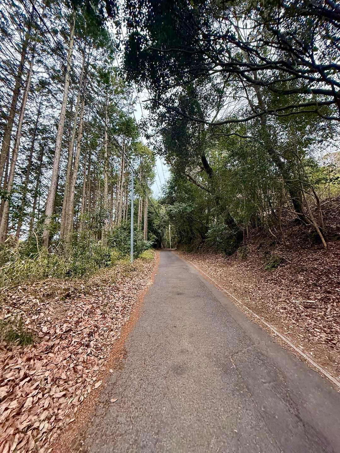 🅿️してスタートは舗装道路です
なのではじめはこのまま車で登っていってしまいUターンしYAMAPみてスタート位置になってるハイキングコース入口の脇道へとめました🅿️