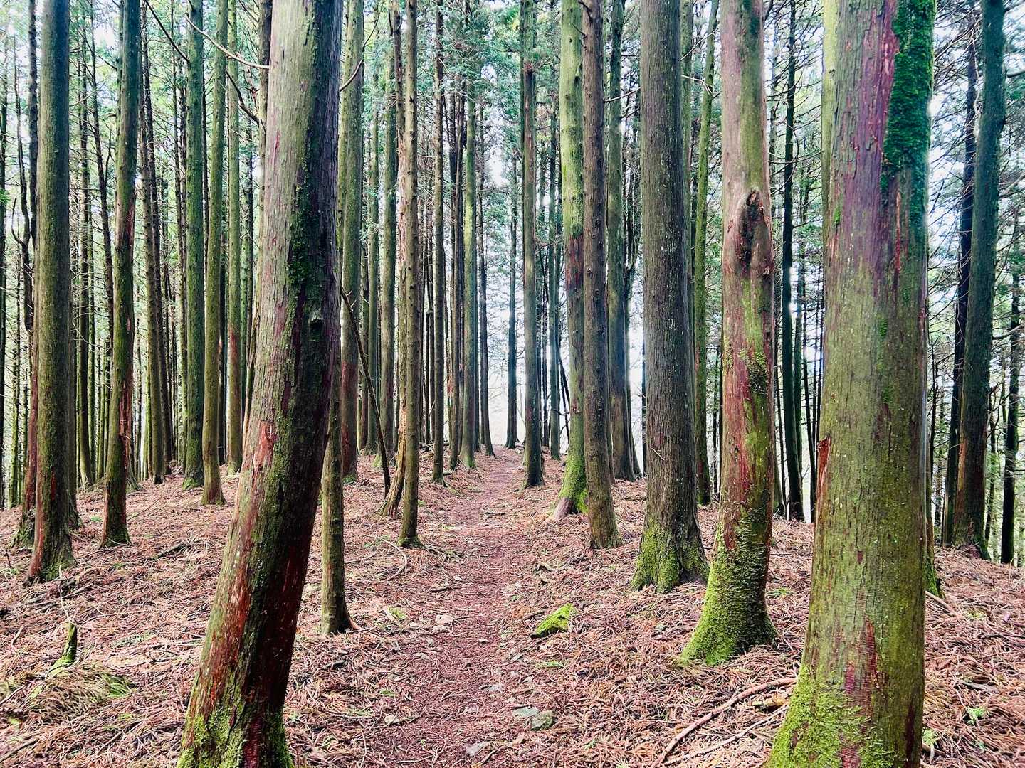 久しぶりの竜爪山は、楽しい発見がいっぱいでした😊