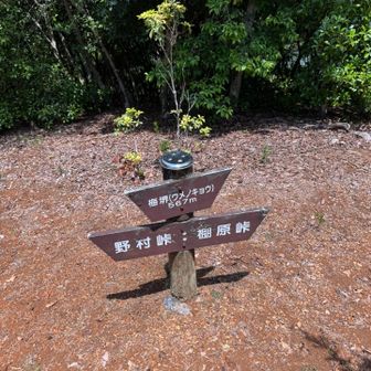 予定してなかったピーク案件　急登ピストンさせてごめんなさい