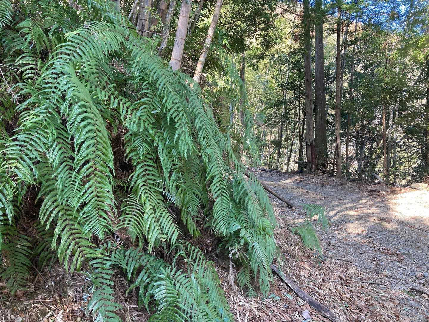 ちょっと亜熱帯感🌿