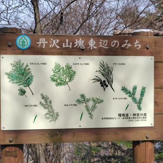 この辺りはモミの巨木が多い。