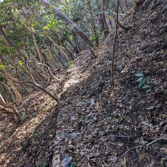 安倍城址から千代みどりの森に！
途中の巻道は細すぎて危ない！笑