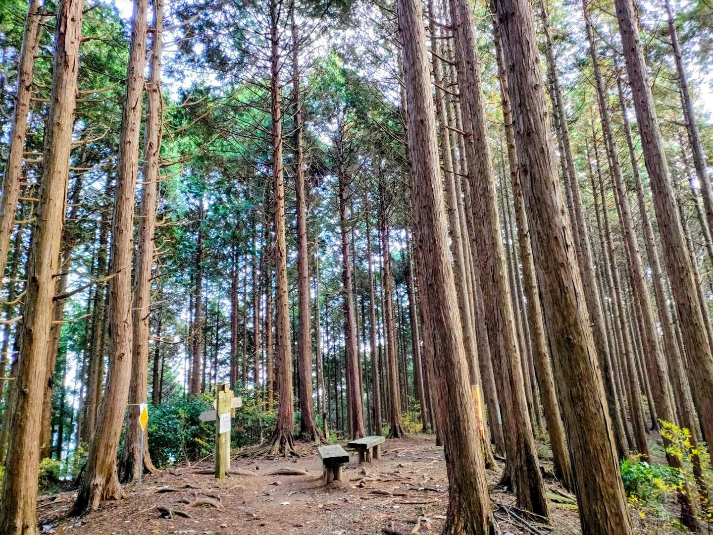 ここは、帰りの下山で「きゅうとうの道」に変わる分岐のある尾根上の広場で、ベンチもありました...。

道標の立っているところを左に下山して行きますよ〜！👍✨