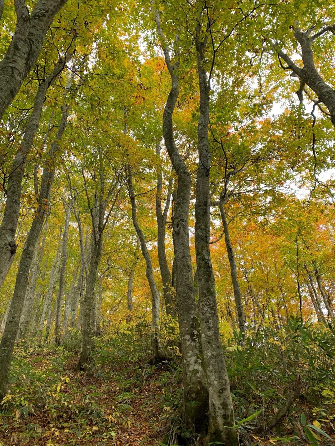 分岐に到着して山頂へ向かいます
紅葉がいい感じ🍁