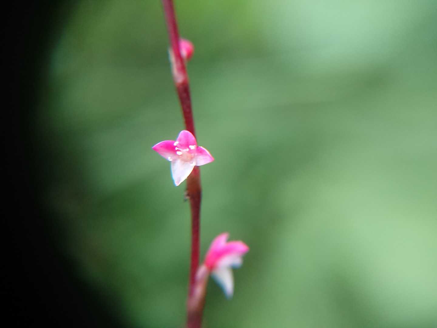 ミズヒキをマクロで撮ってみました
花開くとこんなに可愛い花