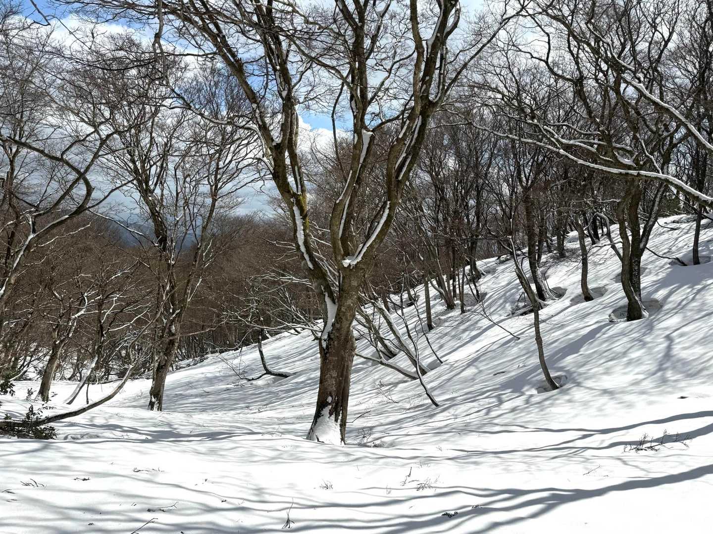 東ヶ谷山 往復コースの写真