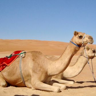 ジョン　シンヤ