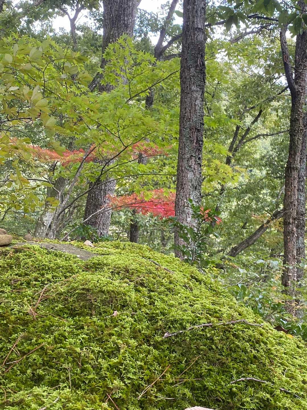 苔と紅葉🍁