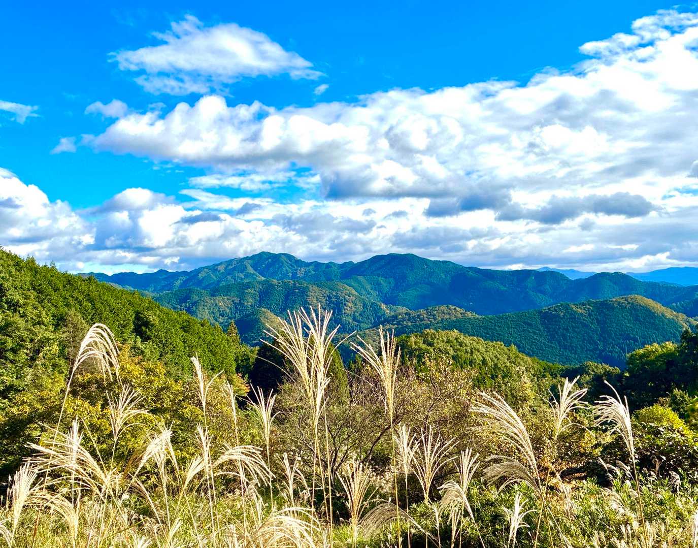 ススキ🌾＆お山