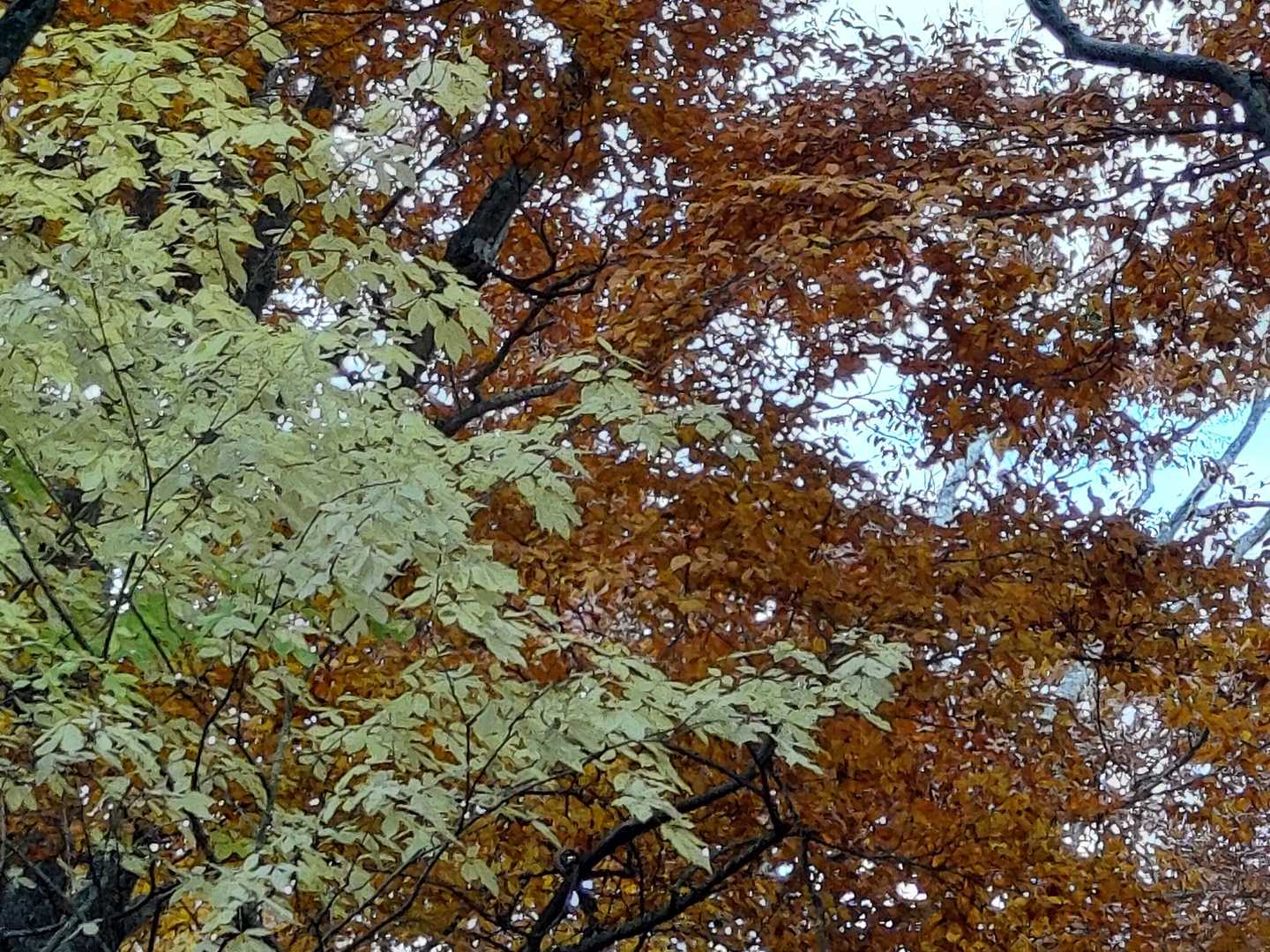 紅白も…🍁