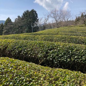 お茶畑