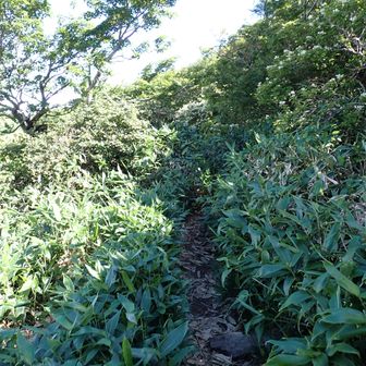 こんな何てことのない山道も、歩けることの幸せを感じます。