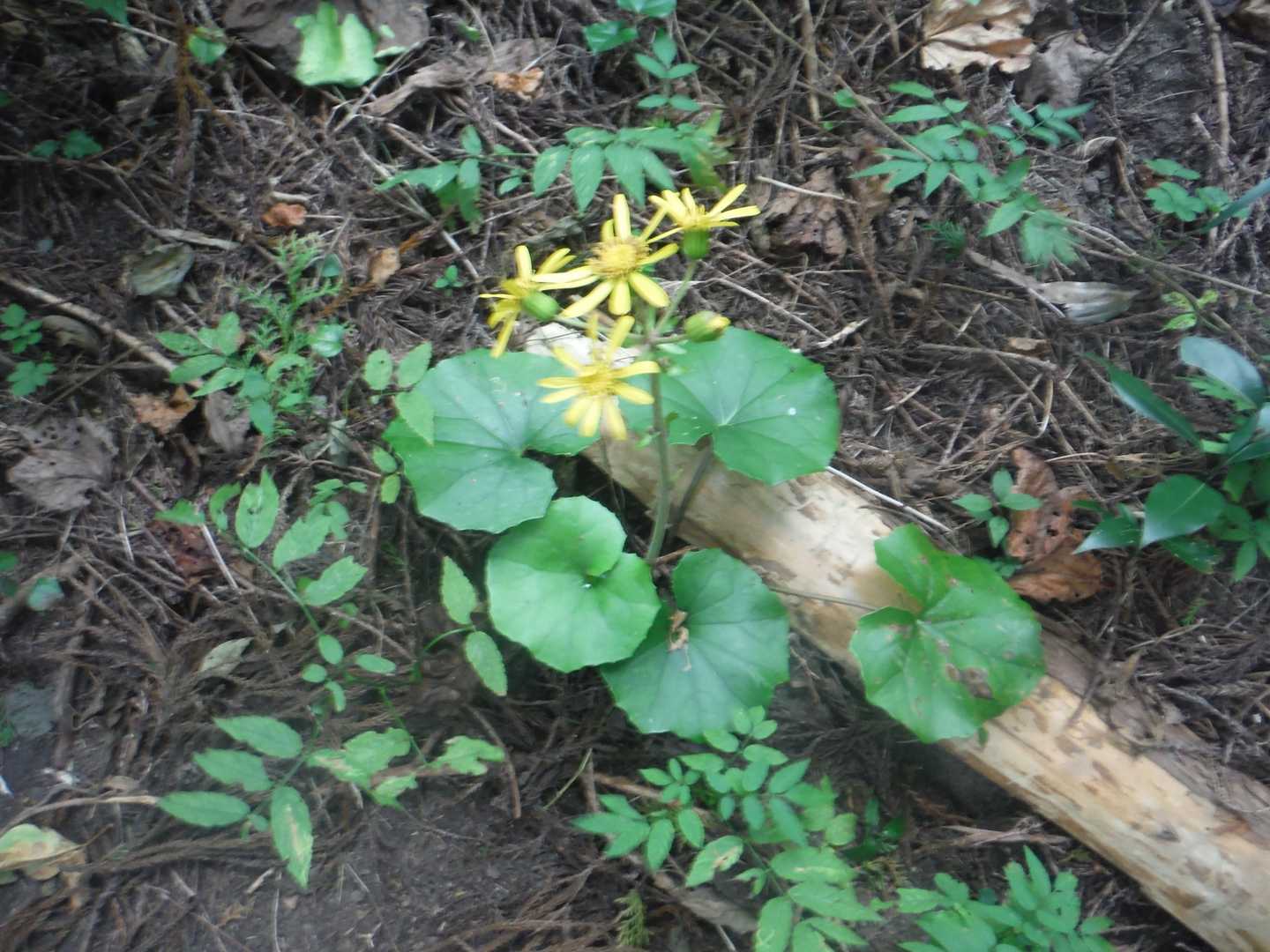 ツワフキがあちこちで咲いていた