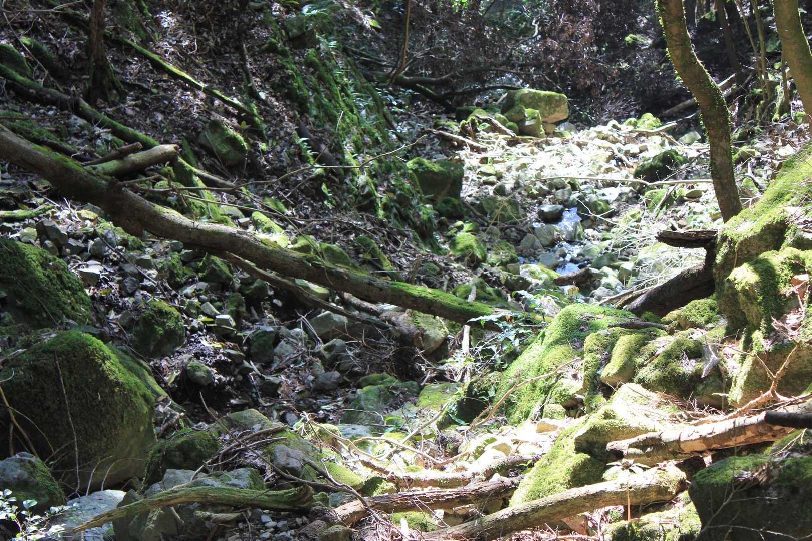 この森の雰囲気いいね！