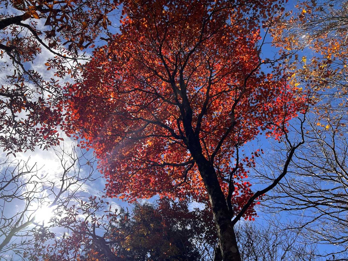 あそこ、綺麗😊
そっちもいいやん😄
紅葉楽しみながら😊登る